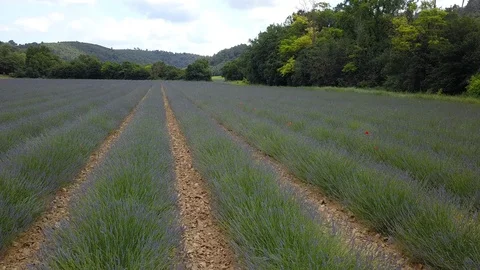 4K Aerial video of lavender fields in Provence by drone, South Of France Stock Footage 119050976