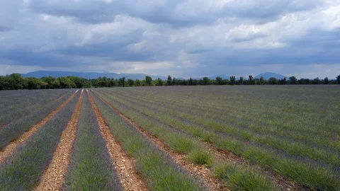4K Aerial video of lavender fields in Provence by drone, South Of France Stock Footage 119051176
