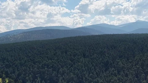 4K aerial video over a dense pine forest canopy Vídeos de archivo 340470091