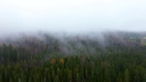 4k aerial video of a pine forest with thick clouds in Norway Video stock 288631645