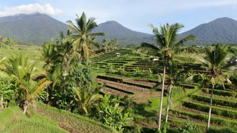 4k aerial video with smooth forward motion of Jatiluwih rice terrace fields Stock Footage 132555558