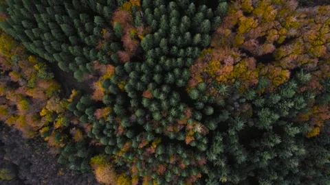 4K Aerial View of Autumn Forest Canopy in Vibrant Fall Colors Video stock 346006436