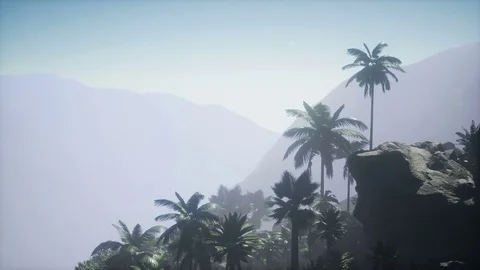 4k Aerial view of beautiful palm trees and mountains Stock Footage