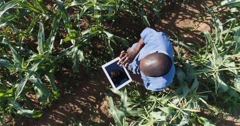 4K Aerial view of a black african farmer monitoring his corn crop with a tablet Stock Footage