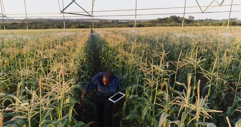 4K aerial view of black african farmer walking through a field of corn checking Stock Footage