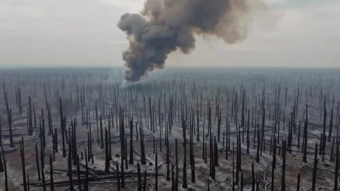 4K Aerial View of Burned Forest After Wildfire with Rising Smoke Column Stock Footage 313150981