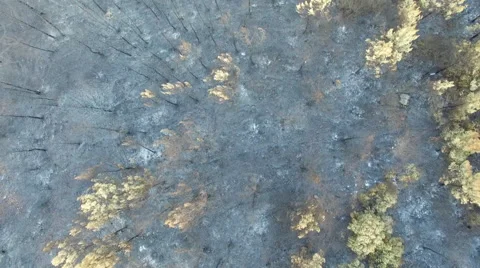 4K Aerial View of Burned Pine Forest in Antalya Stock Footage 67364207