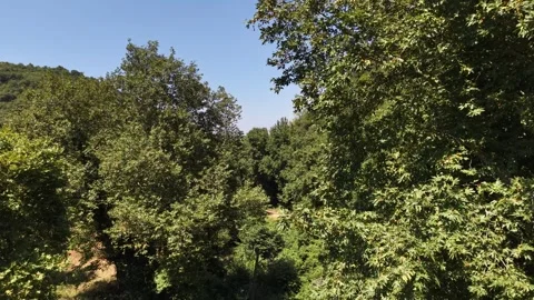 4K Aerial View Descending Through Forest Trees into Dense Green Valley Видео 341531723