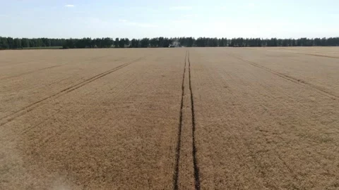 4k Aerial view from the drone to a combine agriculture machine harvesting golden Stock Footage 158171883