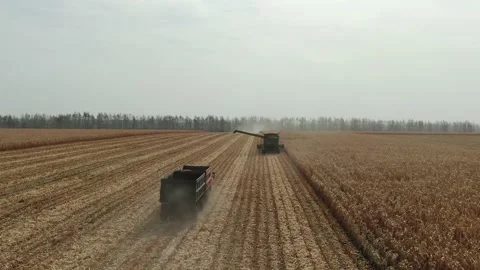 4k Aerial view from the drone to a combine agriculture machine harvesting golden Stock Footage 158173233