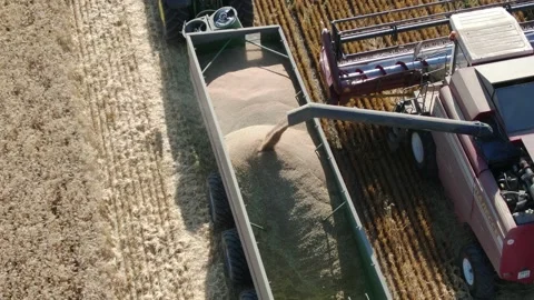 4k Aerial view from the drone to a combine agriculture machine harvesting golden Stock Footage 158173673