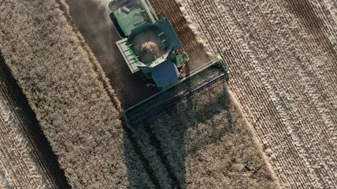 4k Aerial view from the drone to a combine agriculture machine harvesting golden Stock Footage 158174529