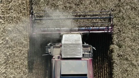 4k Aerial view from the drone to a combine agriculture machine harvesting golden Stock Footage 158175485