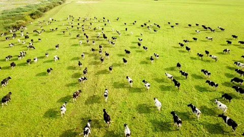 4k Aerial view from the drone of the herd of cows at green meadow near with Stock Footage 157895730