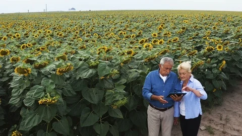4K Aerial view of farmer using digital tablet and and examining crop. Stock Footage 115799456