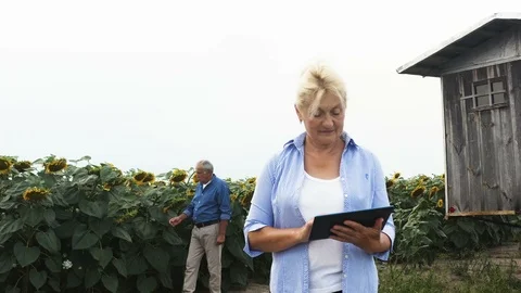 4K Aerial view of farmer using digital tablet and and examining crop. Stock Footage 115799563