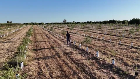 4K Aerial view of farmer using brushcutter in young olive grove Stock Footage 336013457