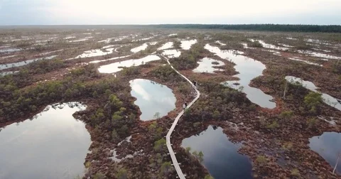 4K Aerial View. Flight Over Swamps at sunset Stock Footage 74098209