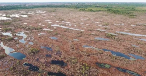 4K Aerial View. Flight Over Tourist path on Swamps 動画素材 74231550
