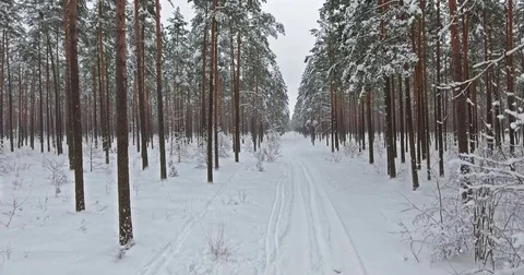 4K Aerial view. Flight in winter forest on the north. 動画素材 71268512