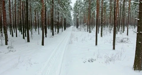 4K Aerial view. Flight in winter forest on the north. Stock Footage 71275251