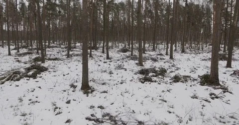 4K Aerial view. Flight in winter forest on the north Stock Footage 72534296