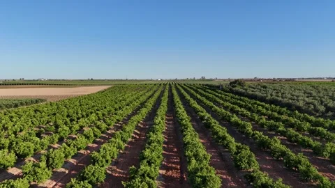 4K Aerial view flying backward over agricultural fields and orange groves Stock Footage 336013510