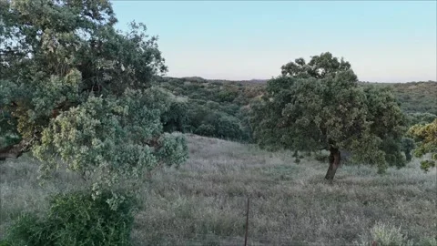 4K Aerial view flying backward over super-intensive olive groves in Spain Stock Footage 336018014