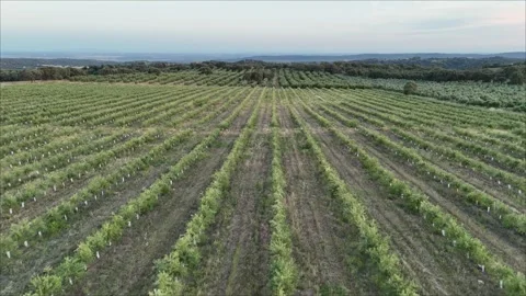 4K Aerial view flying backward and tilting down over intensive olive groves Stock Footage 336018883