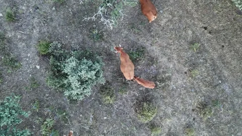 4K Aerial view flying backward pulling away from retinta cows in dehesa Stock Footage 336020547