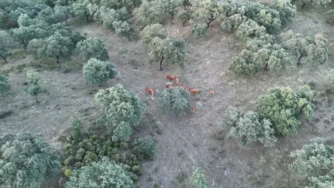 4K Aerial view flying backward pulling away from retinta cows in dehesa Stock Footage 336020548