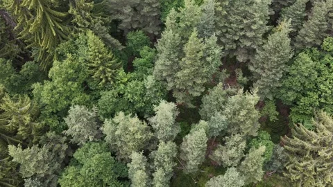 4K Aerial View Flying Directly Over Dense Green Forest Treetops Stock Footage 340549906
