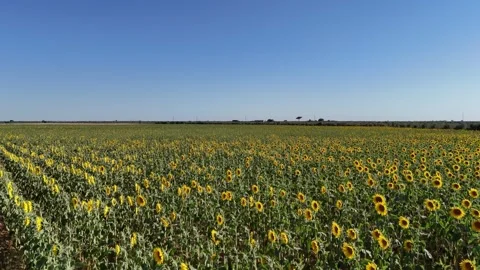 4K Aerial view flying forward through sunflower field towards a country farm Stock Footage 336013484