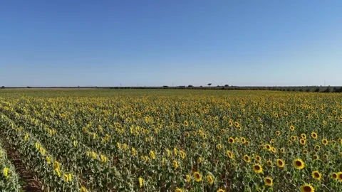 4K Aerial view flying forward over a beautiful blooming sunflower field in Spain Stock Footage 336013487