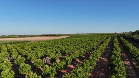 4K Aerial view flying forward over vast orange tree plantations and fields Stock Footage 336013527