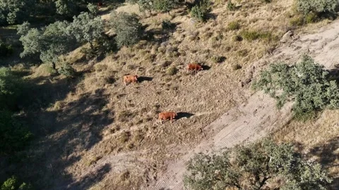 4K Aerial view flying forward and descending over cows on a dehesa hill Stock Footage 336017703