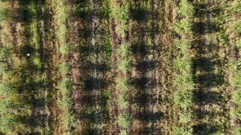 4K Aerial view flying forward and rising over olive groves and mountains Stock Footage 336017889