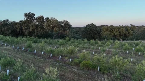 4K Aerial view flying forward over young trees towards a mediterranean forest Stock Footage 336017911
