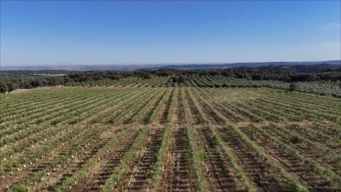 4K Aerial view flying forward and rising over young intensive olive trees Stock Footage 336018008