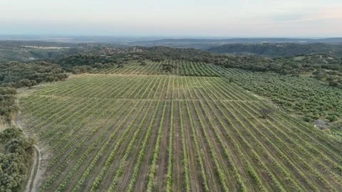 4K Aerial view flying forward over vast intensive olive grove plantations Stock Footage 336018213