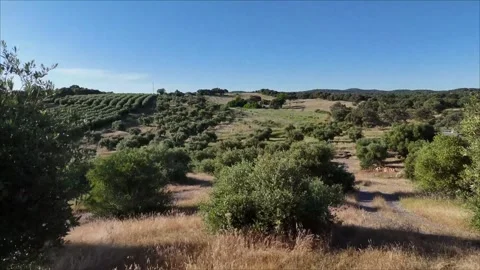 4K Aerial view flying forward over rolling hills with diverse olive groves Stock Footage 336018664