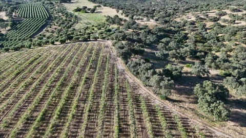 4K Aerial view flying forward over rolling hills with traditional olive trees Stock Footage 336018773