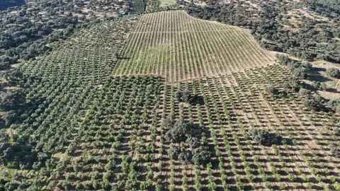4K Aerial view flying forward and rising over agricultural patterns of trees Stock Footage 336018812
