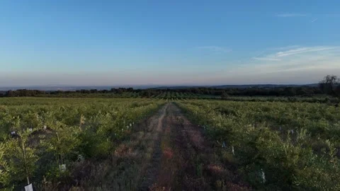 4K Aerial view flying forward and rising over young intensive olive trees Stock Footage 336019243