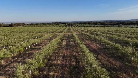 4K Aerial view flying forward and tilting down over intensive olive groves Stock Footage 336019634