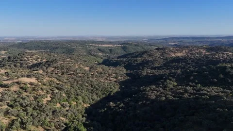 4K Aerial view flying forward over a deep valley and dense oak forest Stock Footage 336019700