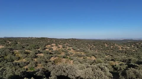 4K Aerial view flying forward over dense oak forest and rolling hills in Spain Stock Footage 336019709