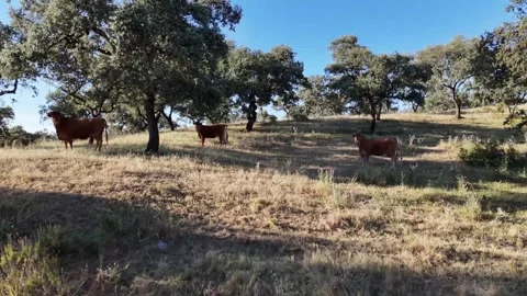 4K Aerial view flying forward approaching retinta cows grazing in dehesa Stock Footage 336020479