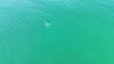 4K Aerial view flying forward following wild dolphins diving into sea Spain Stock Footage 336205446