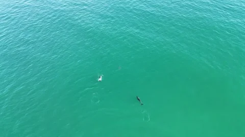 4K Aerial view flying forward following wild dolphins in turquoise sea Spain Stock Footage 336205453